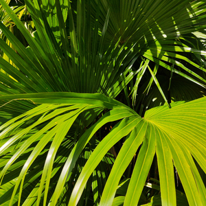 捷克天体主义AⅤ
